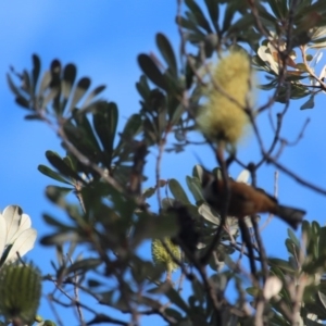 Acanthorhynchus tenuirostris at Bournda, NSW - 21 Jun 2020