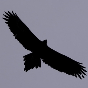 Aquila audax at Dunlop, ACT - 22 Jun 2020 03:25 PM