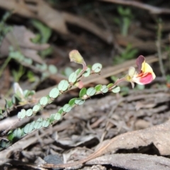 Bossiaea buxifolia (Matted Bossiaea) at Rob Roy Range - 26 Sep 2015 by michaelb