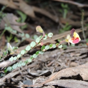 Bossiaea buxifolia at Conder, ACT - 26 Sep 2015 07:41 PM