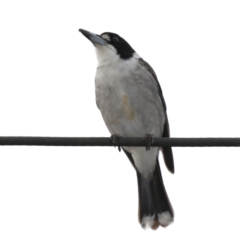 Cracticus torquatus (Grey Butcherbird) at Ainslie, ACT - 13 Jun 2020 by jbromilow50