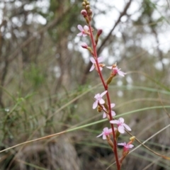 Stylidium graminifolium (Grass Triggerplant) at Belconnen, ACT - 5 Apr 2014 by AaronClausen