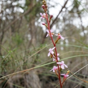 Stylidium graminifolium at Belconnen, ACT - 5 Apr 2014