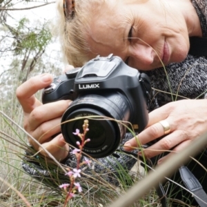 Stylidium graminifolium at Belconnen, ACT - 5 Apr 2014