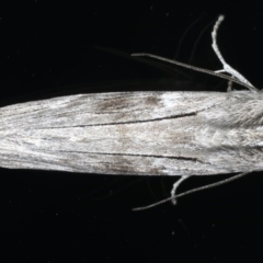 Capusa stenophora (Dusky Wedge-moth) at Ainslie, ACT - 13 Jun 2020 by jbromilow50