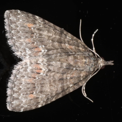 Microdes squamulata (Dark-grey Carpet) at Ainslie, ACT - 13 Jun 2020 by jbromilow50