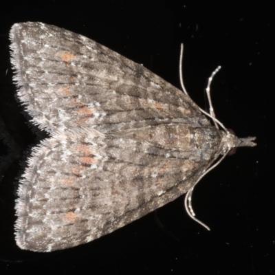 Microdes squamulata (Dark-grey Carpet) at Ainslie, ACT - 13 Jun 2020 by jb2602