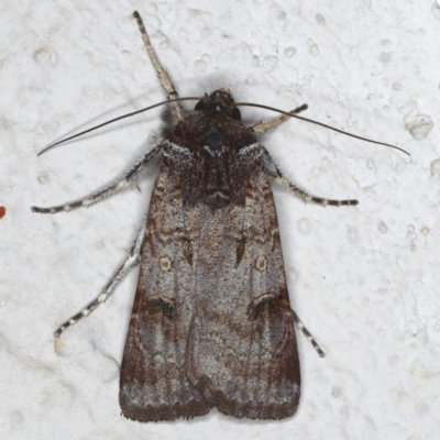 Agrotis porphyricollis (Variable Cutworm) at Ainslie, ACT - 13 Jun 2020 by jb2602