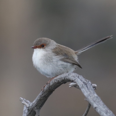 Malurus cyaneus (Superb Fairywren) at Mount Ainslie - 13 Jun 2020 by jb2602