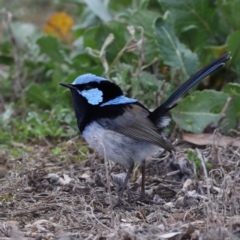 Malurus cyaneus at Hackett, ACT - 13 Jun 2020