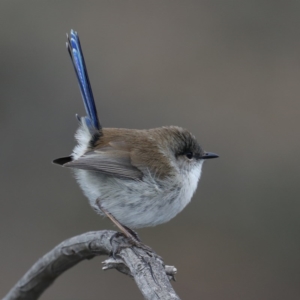 Malurus cyaneus at Hackett, ACT - 13 Jun 2020