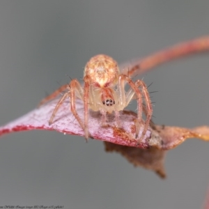 Araneus talipedatus at Latham, ACT - 22 Jun 2020