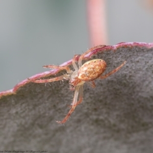 Araneus talipedatus at Latham, ACT - 22 Jun 2020 03:05 PM