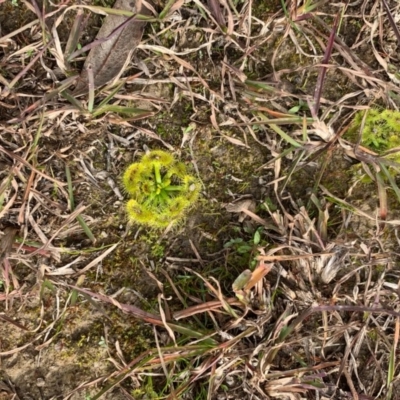 Drosera sp. (A Sundew) at Amaroo, ACT - 16 Jun 2020 by LaurenBrown