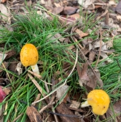 Bolbitius titubans (Yellow Fieldcap Mushroom) at Yass, NSW - 6 Jun 2020 by LaurenBrown