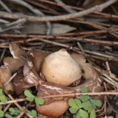 Geastrum sp. (genus) (An earthstar) at Majura, ACT - 22 Jun 2020 by jb2602