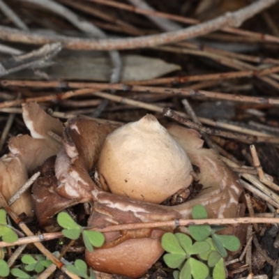 Geastrum sp. (genus) (An earthstar) at Majura, ACT - 22 Jun 2020 by jb2602