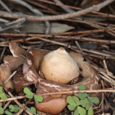 Geastrum sp. (Geastrum sp.) at Majura, ACT - 22 Jun 2020 by jbromilow50