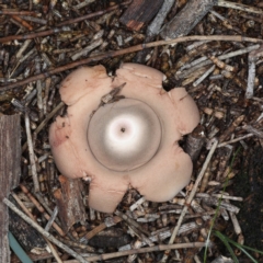 Geastrum sp. at Majura, ACT - 22 Jun 2020 04:54 PM