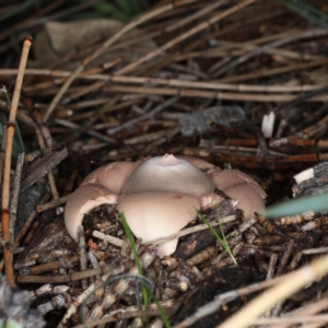 Geastrum sp. at Majura, ACT - 22 Jun 2020