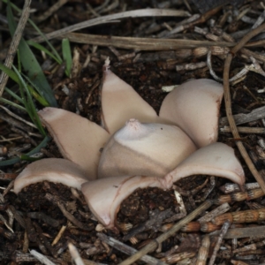 Geastrum sp. at Majura, ACT - 22 Jun 2020 04:54 PM