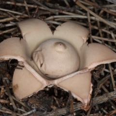 Geastrum sp. (genus) (An earthstar) at Majura, ACT - 22 Jun 2020 by jb2602