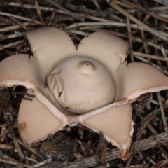 Geastrum sp. (Geastrum sp.) at Majura, ACT - 22 Jun 2020 by jb2602