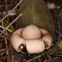 Geastrum sp. at Majura, ACT - 22 Jun 2020 05:08 PM