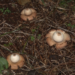 Geastrum sp. at Majura, ACT - 22 Jun 2020 05:08 PM