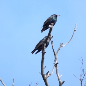 Sturnus vulgaris at Amaroo, ACT - 17 Jun 2020