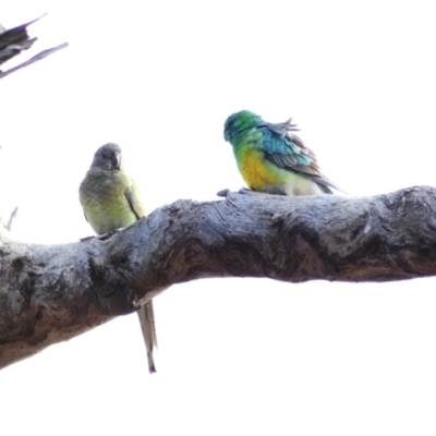 Psephotus haematonotus (Red-rumped Parrot) at Throsby, ACT - 17 Jun 2020 by TomT