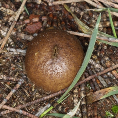 Bovista (A puffball) at Majura, ACT - 22 Jun 2020 by jbromilow50