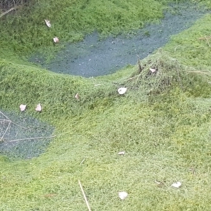 Alga / Cyanobacterium at Isaacs, ACT - 23 Jun 2020