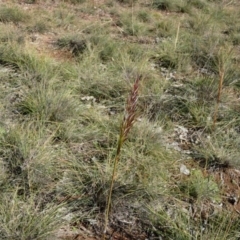 Austrostipa densiflora (Foxtail Speargrass) at Goorooyarroo NR (ACT) - 17 Jun 2020 by TomT