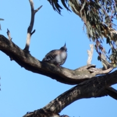 Ocyphaps lophotes (Crested Pigeon) at Goorooyarroo NR (ACT) - 17 Jun 2020 by TomT