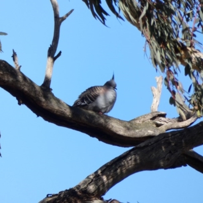 Ocyphaps lophotes (Crested Pigeon) at Amaroo, ACT - 17 Jun 2020 by TomT