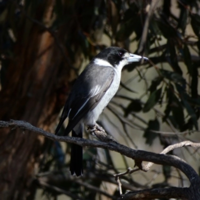 Cracticus torquatus (Grey Butcherbird) at Goorooyarroo NR (ACT) - 17 Jun 2020 by TomT