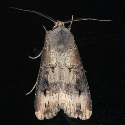 Agrotis ipsilon (Agrotis ipsilon) at Ainslie, ACT - 22 Jun 2020 by jb2602