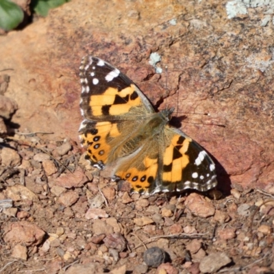 Vanessa kershawi (Australian Painted Lady) at Goorooyarroo NR (ACT) - 17 Jun 2020 by TomT