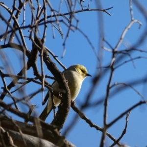 Ptilotula penicillata at Amaroo, ACT - 17 Jun 2020