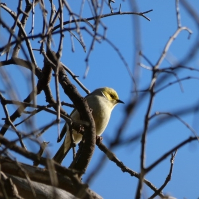 Ptilotula penicillata (White-plumed Honeyeater) at Goorooyarroo NR (ACT) - 17 Jun 2020 by TomT