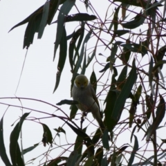 Ptilotula penicillata at Amaroo, ACT - 17 Jun 2020