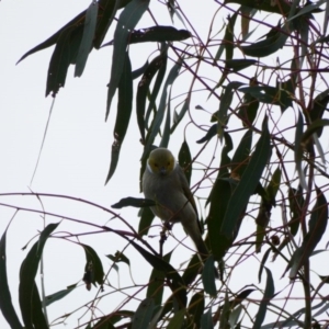 Ptilotula penicillata at Amaroo, ACT - 17 Jun 2020