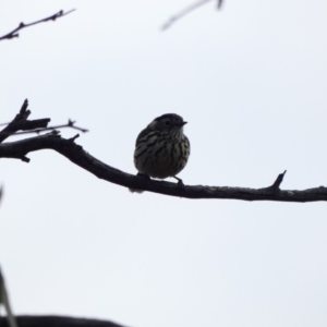 Pyrrholaemus sagittatus at Amaroo, ACT - 17 Jun 2020