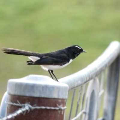 Rhipidura leucophrys (Willie Wagtail) at Amaroo, ACT - 17 Jun 2020 by TomT