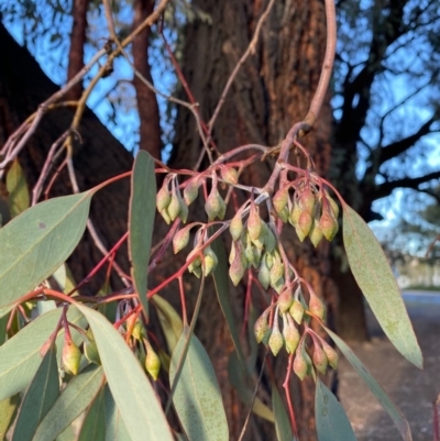 Eucalyptus sideroxylon (Mugga Ironbark) at Mitchell, ACT - 18 Jun 2020 by jksmits