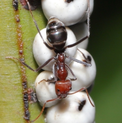 Iridomyrmex purpureus (Meat Ant) at Acton, ACT - 19 Jun 2020 by TimL