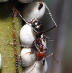 Iridomyrmex purpureus at Acton, ACT - 19 Jun 2020