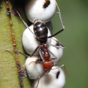 Iridomyrmex purpureus at Acton, ACT - 19 Jun 2020