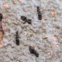 Technomyrmex sp. (genus) at Acton, ACT - 19 Jun 2020